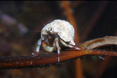 hermit crab on kelp