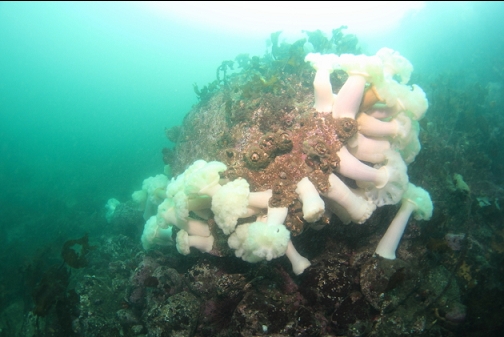 plumose anemones