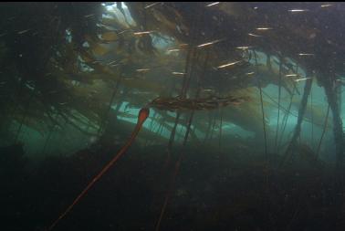 tube snouts in kelp