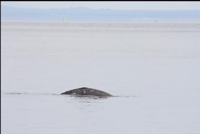 grey whale in Baynes Channel