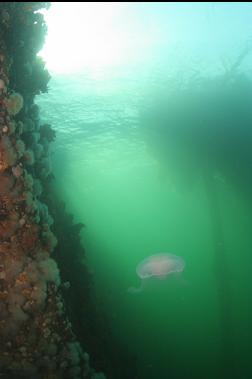 jelyfish by wall under dock