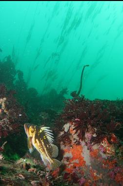 kelp behind copper rockfish