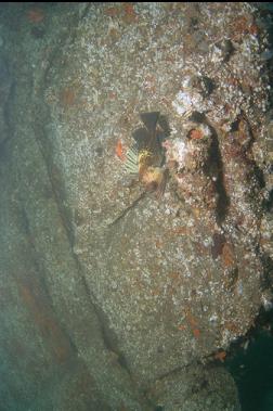 quillback rockfish on rudder