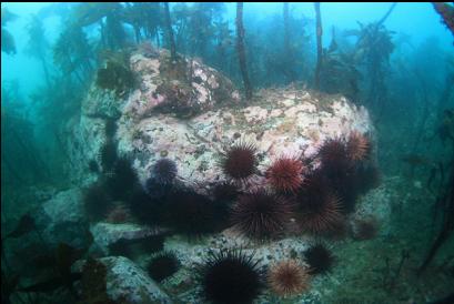 urchins and stalked kelp