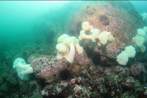 plumose anemones