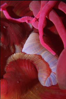 FISH-EATING ANEMONE MOUTH