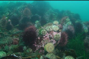 anemone and urchins