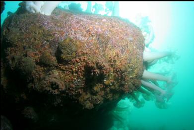 zoanthids and yellow sponge under overhang on large boulder
