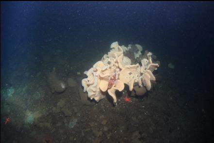 copper rockfish, cloud sponge and boot sponge on flat bottom between reefs