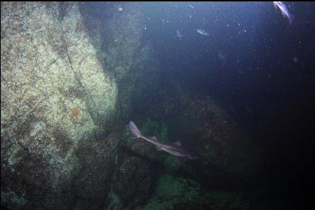 dogfish shark swimming down the wall