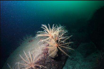 boot sponge with feather stars