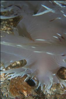 GIANT NUDIBRANCH AND ANEMONE TUBE