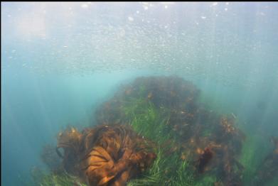 school of herring over kelp