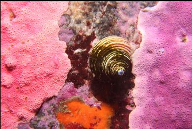 snail and hydrocoral