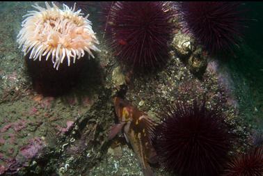 anemone, urchins and rockfish