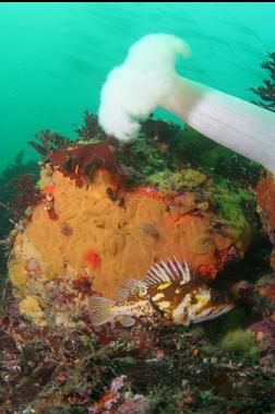 copper rockfish and anemone