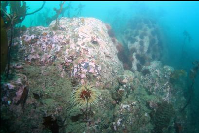 sand anemone