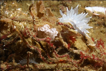 nudibranch and eggs