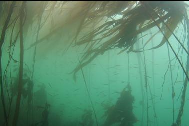 tube snouts in kelp