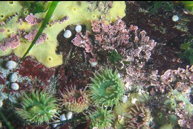 anemones, sponge and coraline algae in shallows