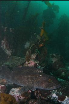 LINGCOD IN SHALLOWS