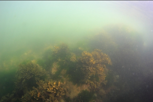 Rockweed in the shallows