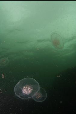 more moon jellies and plankton