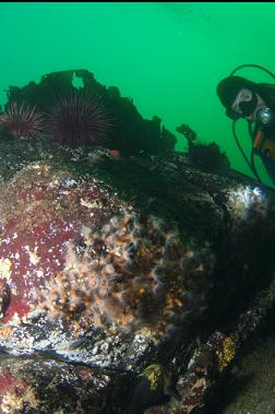 quillback rockfish under zoanthids