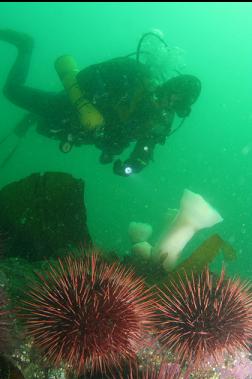 urchins and anemones 