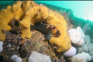 quillback rockfish and sulphur sponge