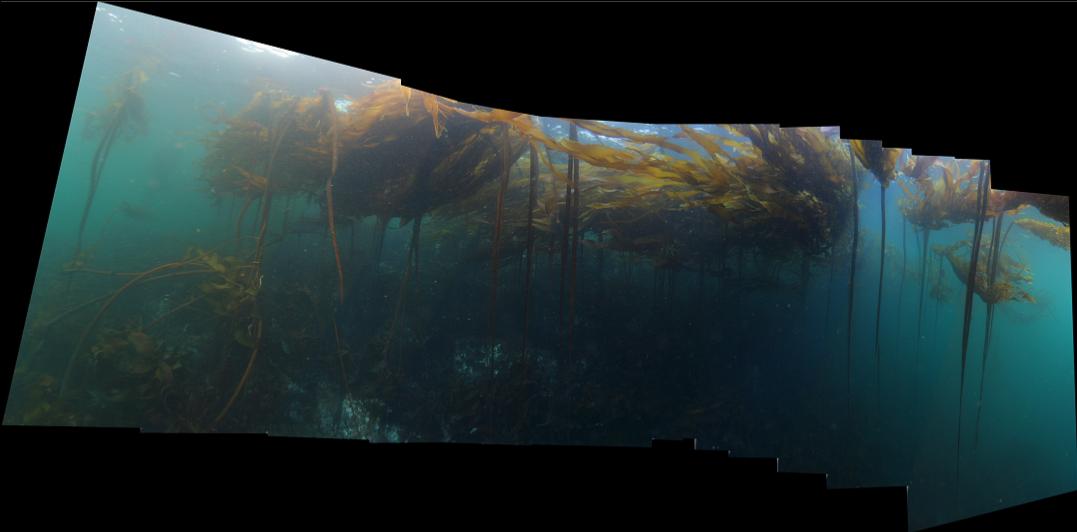 kelp panorama