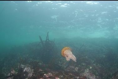 sea nettle