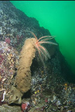 feather star on boot sponge
