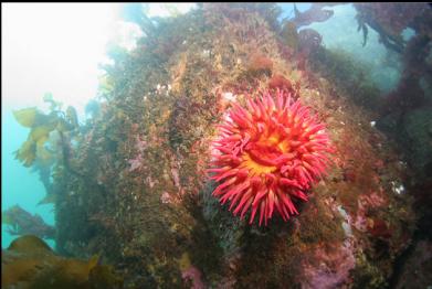 fish-eating anemone on shallow wall