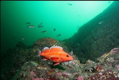 yelloweye rockfish