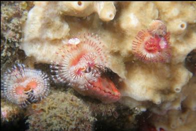tube worms