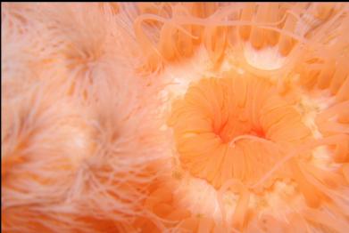 plumose anemone mouth