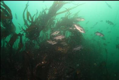 black rockfish and stalked kelp