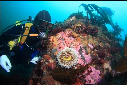fish-eating anemone and hydrocorals