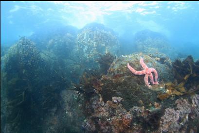 sea star in shallows