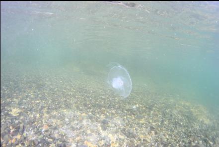 moon jelly in the bay