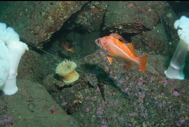 canary rockfish and anemone