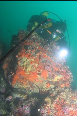 copper rockfish and crabs hiding under boulder