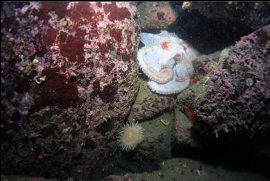 octopus and anemone