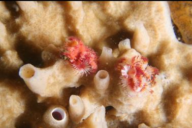 tube worms in sponge