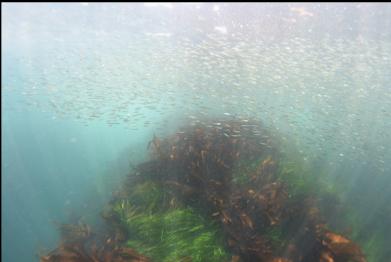 herring over kelp
