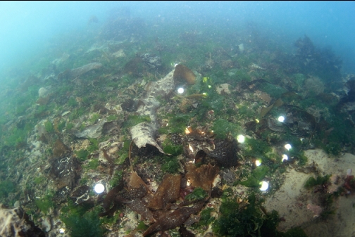 golf balls in the bay