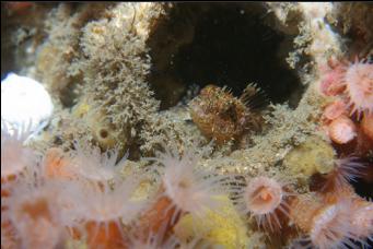 SCULPIN IN BARNACLE SHELL AND ZOANTHIDS