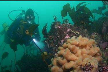 tunicate colony