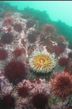 fish-eating anemone and urchins